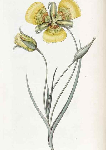 Reproducción/Reproduction 49822923156: Edwards's botanical register.. London :James Ridgway,1829-1847.. 