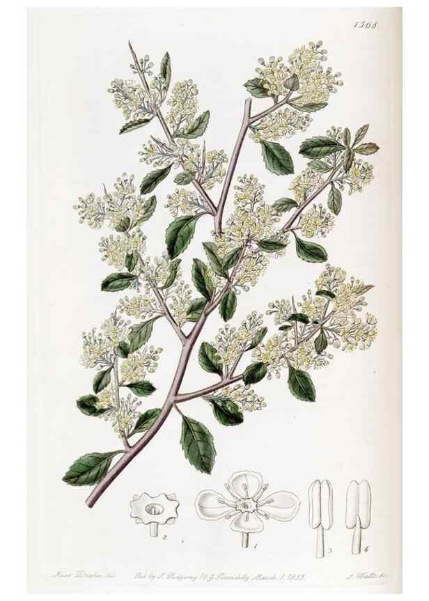 Reproducción/Reproduction 49822390333: Edwards's botanical register.. London :James Ridgway,1829-1847.. 