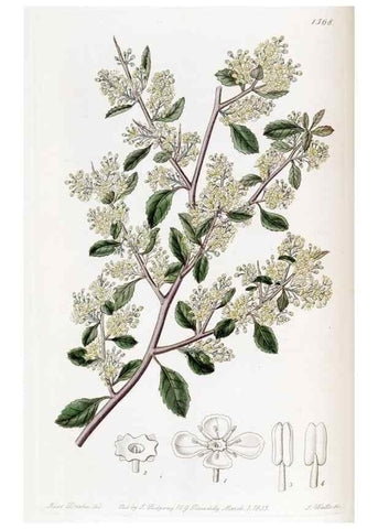 Reproducción/Reproduction 49822390333: Edwards's botanical register.. London :James Ridgway,1829-1847.. 
