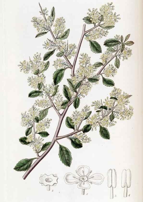 Reproducción/Reproduction 49822390333: Edwards's botanical register.. London :James Ridgway,1829-1847.. 