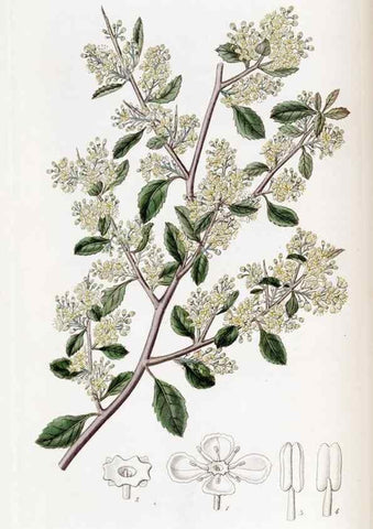 Reproducción/Reproduction 49822390333: Edwards's botanical register.. London :James Ridgway,1829-1847.. 