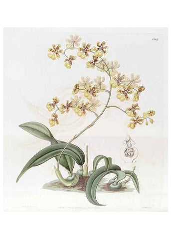 Reproducción/Reproduction 49823241732: Edwards's botanical register.. London :James Ridgway,1829-1847.. 