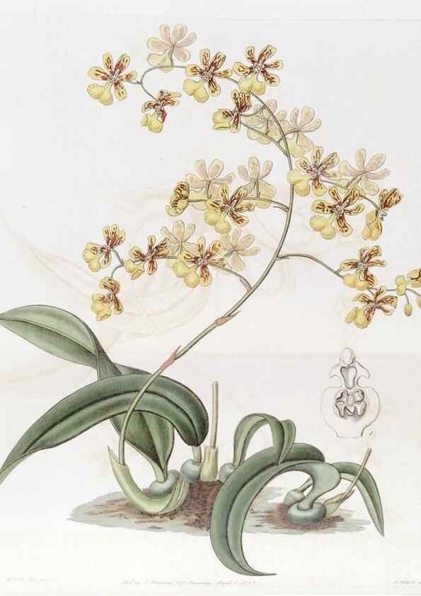 Reproducción/Reproduction 49823241732: Edwards's botanical register.. London :James Ridgway,1829-1847.. 