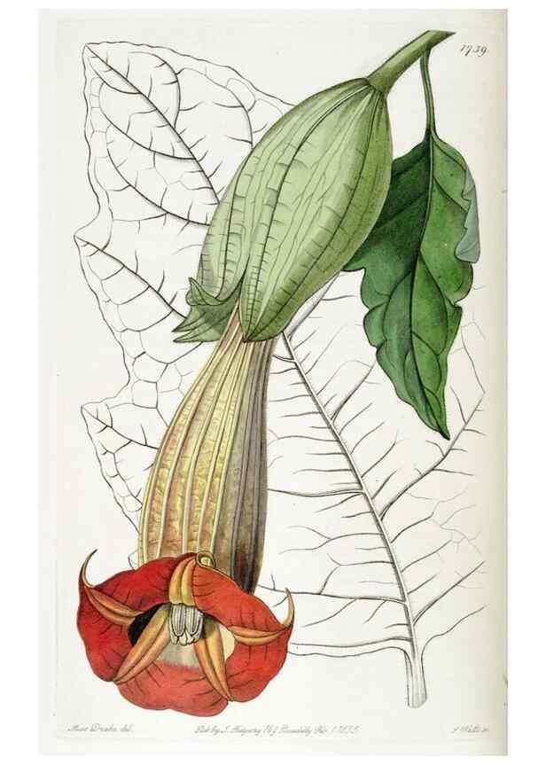 Reproducción/Reproduction 49823021587: Edwards's botanical register.. London :James Ridgway,1829-1847.. 