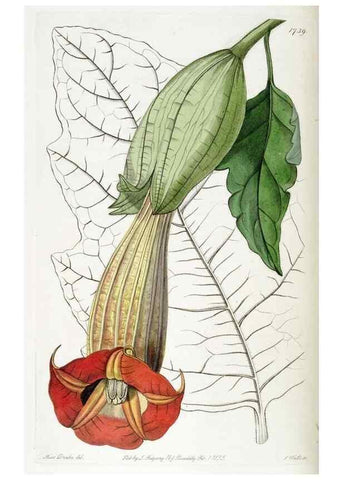 Reproducción/Reproduction 49823021587: Edwards's botanical register.. London :James Ridgway,1829-1847.. 