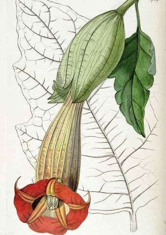 Reproducción/Reproduction 49823021587: Edwards's botanical register.. London :James Ridgway,1829-1847.. 