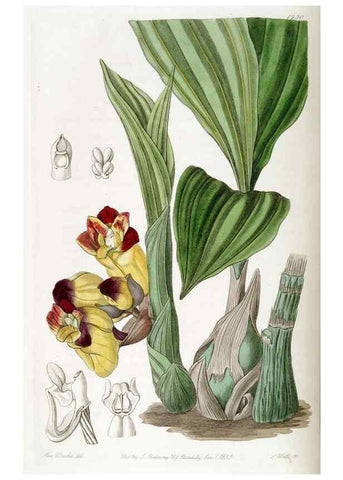 Reproducción/Reproduction 49823017367: Edwards's botanical register.. London :James Ridgway,1829-1847.. 
