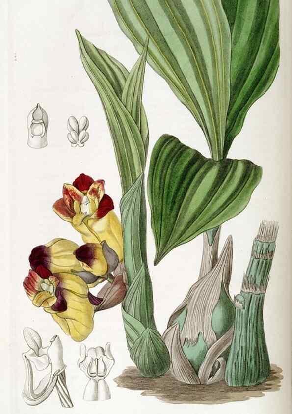 Reproducción/Reproduction 49823017367: Edwards's botanical register.. London :James Ridgway,1829-1847.. 