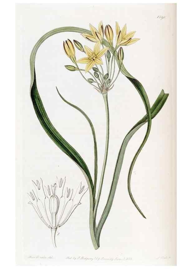 Reproducción/Reproduction 49823250467: Edwards's botanical register.. London :James Ridgway,1829-1847.. 