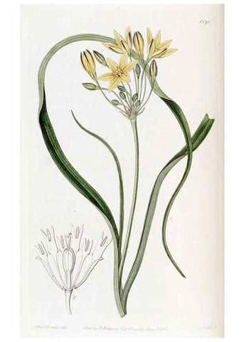 Reproducción/Reproduction 49823250467: Edwards's botanical register.. London :James Ridgway,1829-1847.. 