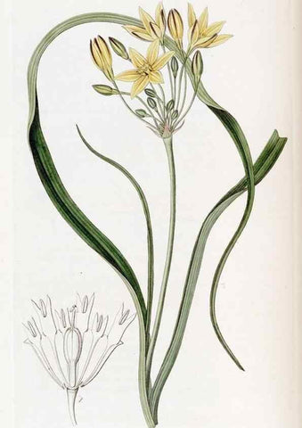 Reproducción/Reproduction 49823250467: Edwards's botanical register.. London :James Ridgway,1829-1847.. 