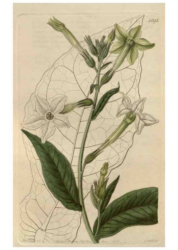 Reproducción/Reproduction 49822933481: Edwards's botanical register.. London :James Ridgway,1829-1847.. 