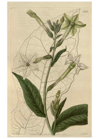 Reproducción/Reproduction 49822933481: Edwards's botanical register.. London :James Ridgway,1829-1847.. 