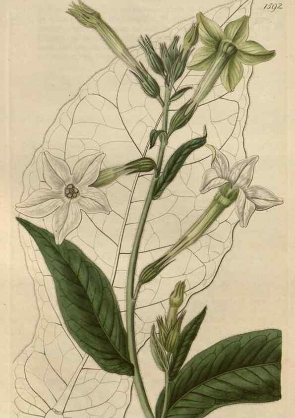 Reproducción/Reproduction 49822933481: Edwards's botanical register.. London :James Ridgway,1829-1847.. 