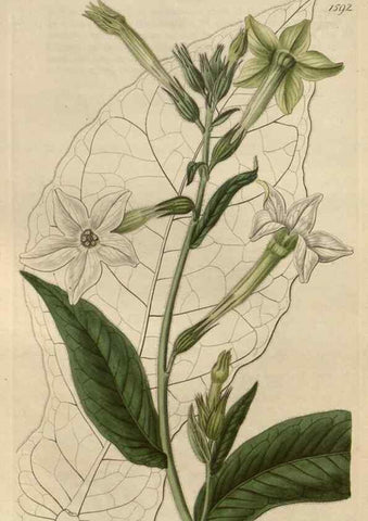 Reproducción/Reproduction 49822933481: Edwards's botanical register.. London :James Ridgway,1829-1847.. 