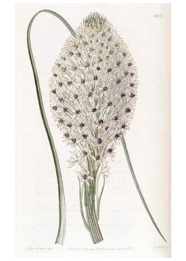 Reproducción/Reproduction 49823259817: Edwards's botanical register.. London :James Ridgway,1829-1847.. 