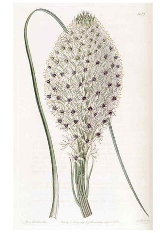 Reproducción/Reproduction 49823259817: Edwards's botanical register.. London :James Ridgway,1829-1847.. 