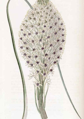 Reproducción/Reproduction 49823259817: Edwards's botanical register.. London :James Ridgway,1829-1847.. 