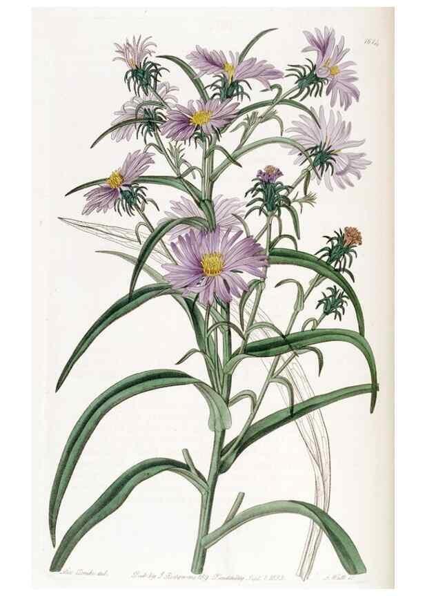 Reproducción/Reproduction 49823260267: Edwards's botanical register.. London :James Ridgway,1829-1847.. 