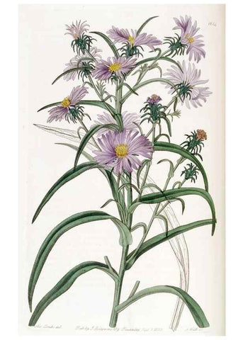 Reproducción/Reproduction 49823260267: Edwards's botanical register.. London :James Ridgway,1829-1847.. 