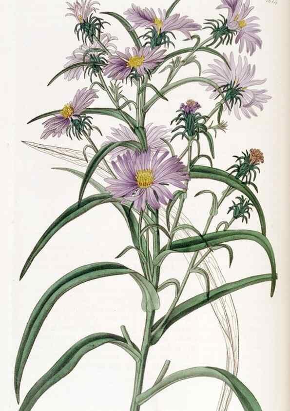 Reproducción/Reproduction 49823260267: Edwards's botanical register.. London :James Ridgway,1829-1847.. 