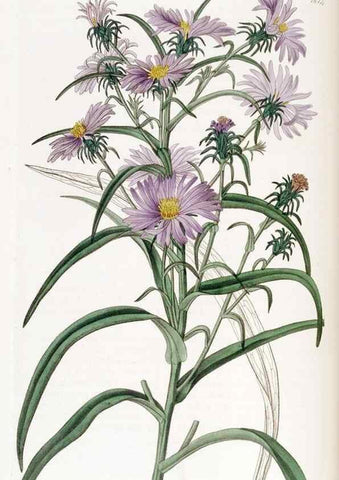 Reproducción/Reproduction 49823260267: Edwards's botanical register.. London :James Ridgway,1829-1847.. 