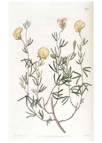 Reproducción/Reproduction 49822409693: Edwards's botanical register.. London :James Ridgway,1829-1847.. 