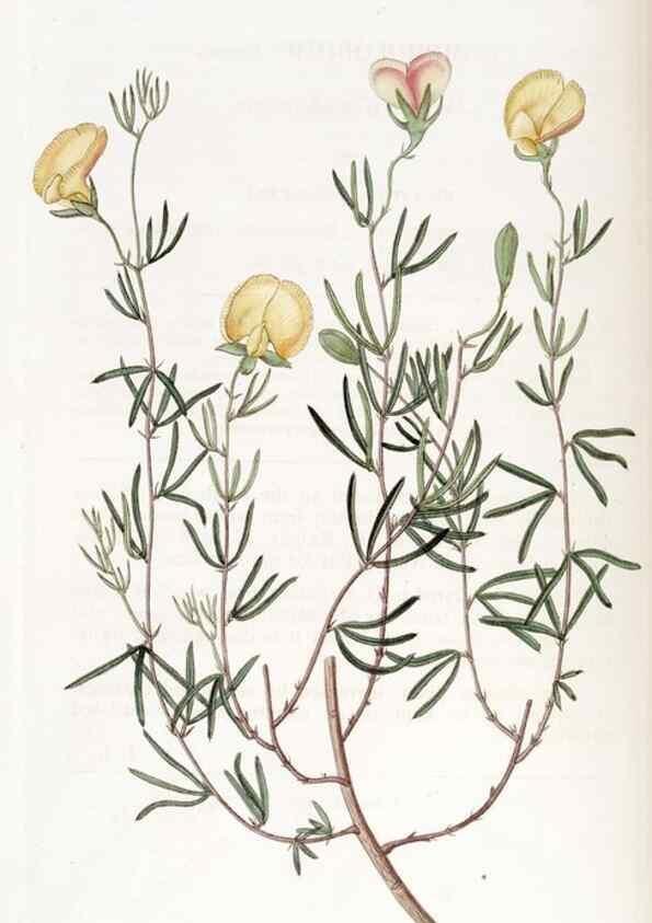Reproducción/Reproduction 49822409693: Edwards's botanical register.. London :James Ridgway,1829-1847.. 