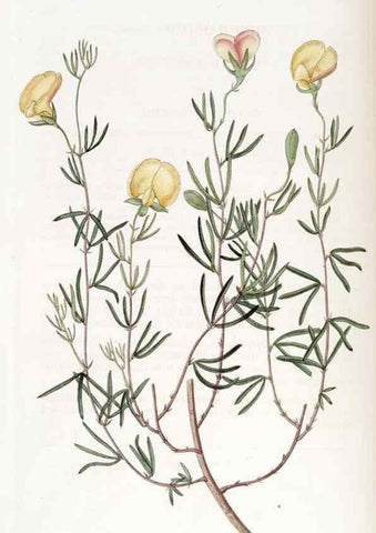 Reproducción/Reproduction 49822409693: Edwards's botanical register.. London :James Ridgway,1829-1847.. 