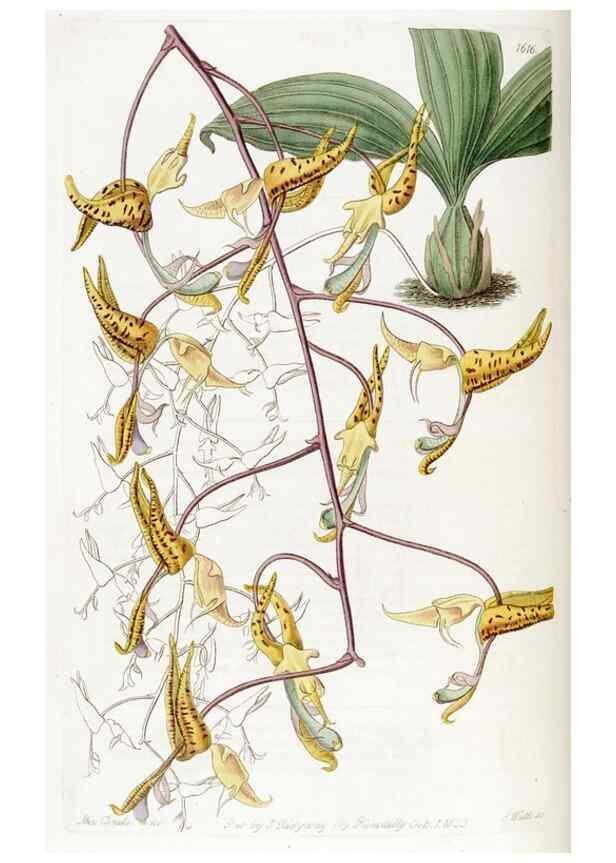 Reproducción/Reproduction 49823261062: Edwards's botanical register.. London :James Ridgway,1829-1847.. 