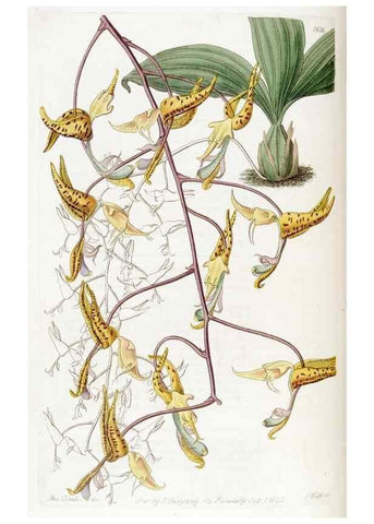 Reproducción/Reproduction 49823261062: Edwards's botanical register.. London :James Ridgway,1829-1847.. 