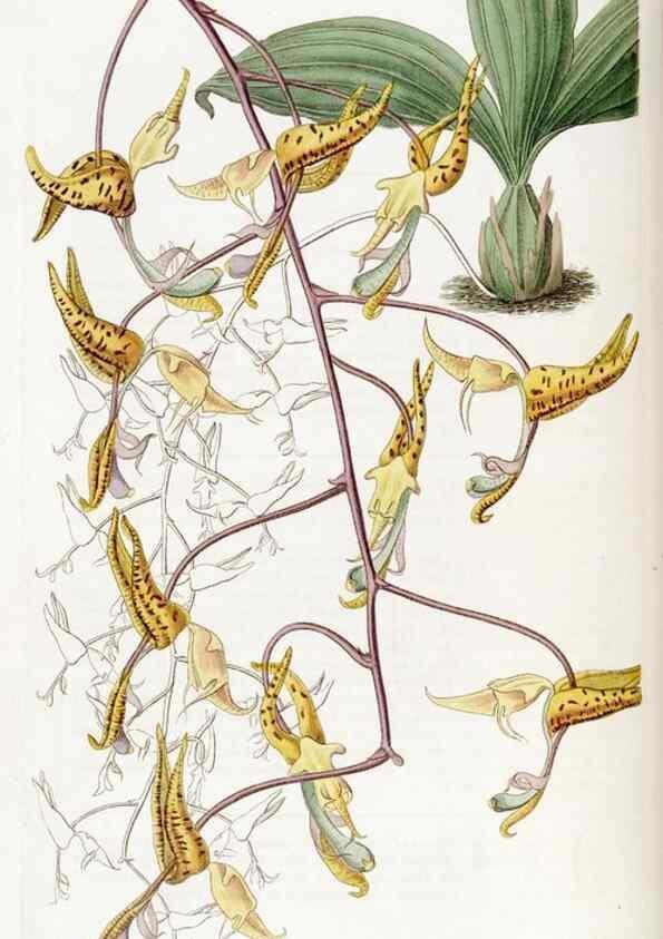 Reproducción/Reproduction 49823261062: Edwards's botanical register.. London :James Ridgway,1829-1847.. 