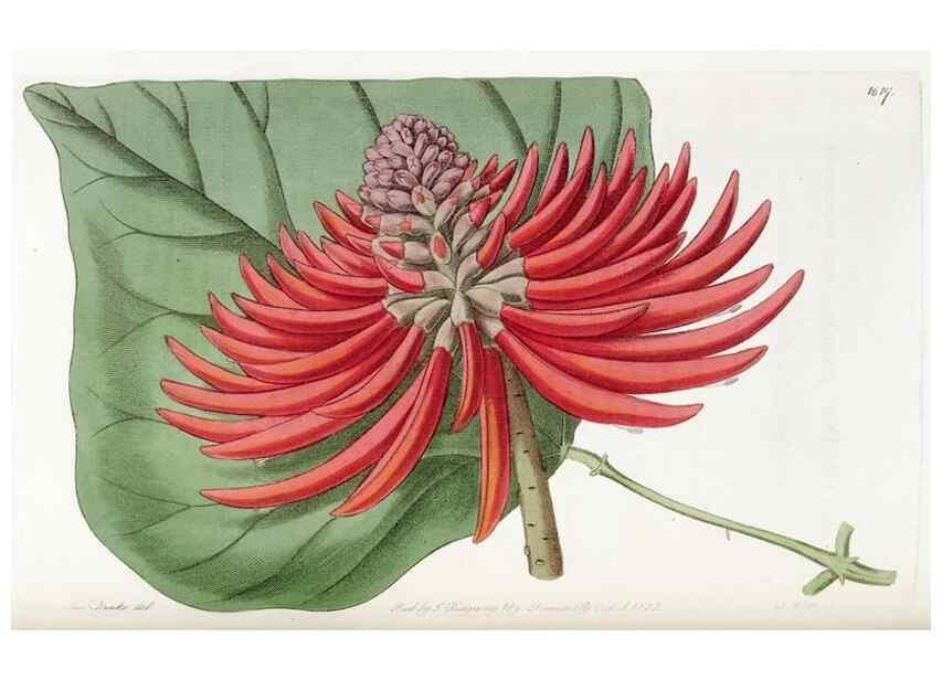 Reproducción/Reproduction 49822944066: Edwards's botanical register.. London :James Ridgway,1829-1847.. 