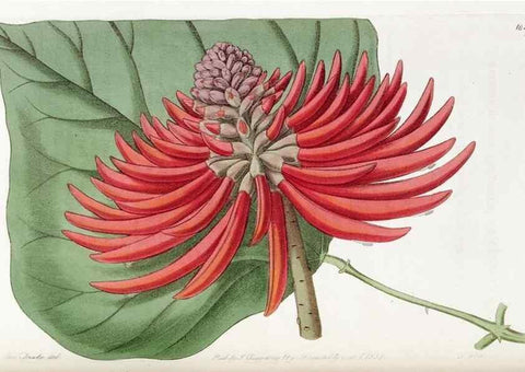 Reproducción/Reproduction 49822944066: Edwards's botanical register.. London :James Ridgway,1829-1847.. 