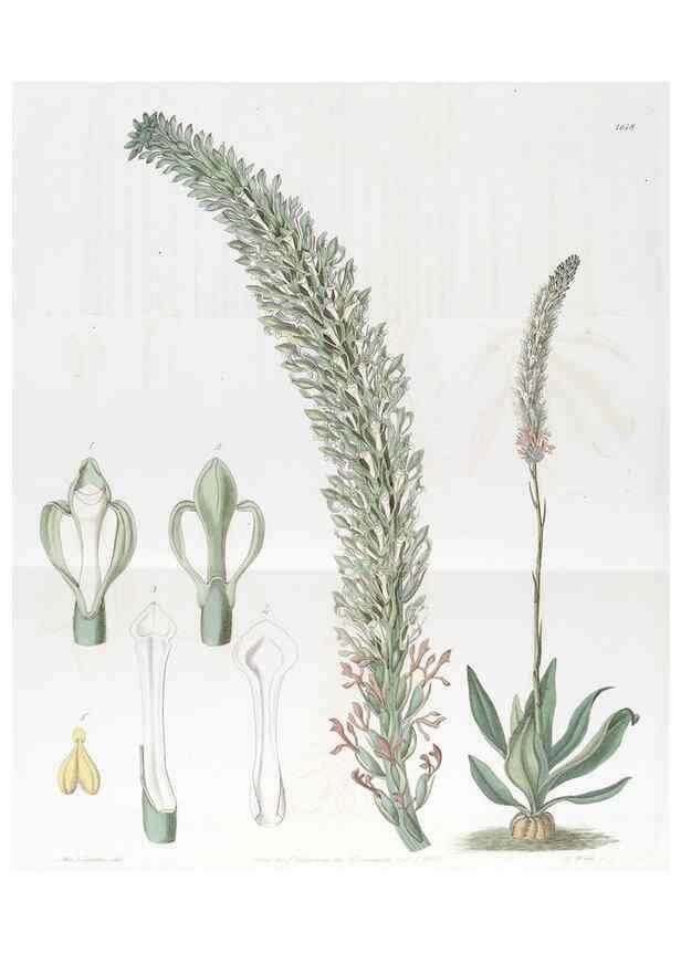 Reproducción/Reproduction 49823262147: Edwards's botanical register.. London :James Ridgway,1829-1847.. 