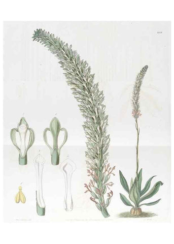 Reproducción/Reproduction 49823262147: Edwards's botanical register.. London :James Ridgway,1829-1847.. 