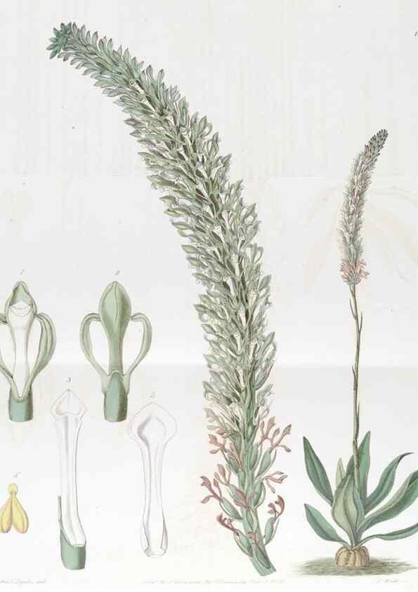 Reproducción/Reproduction 49823262147: Edwards's botanical register.. London :James Ridgway,1829-1847.. 