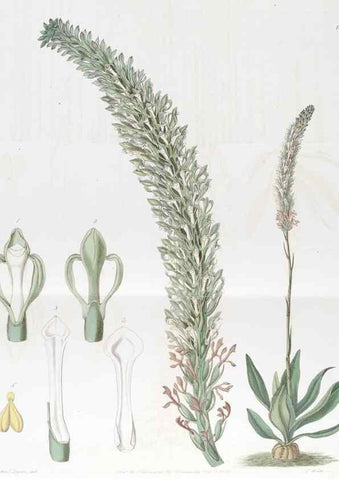 Reproducción/Reproduction 49823262147: Edwards's botanical register.. London :James Ridgway,1829-1847.. 