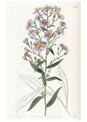 Reproducción/Reproduction 49823262642: Edwards's botanical register.. London :James Ridgway,1829-1847.. 