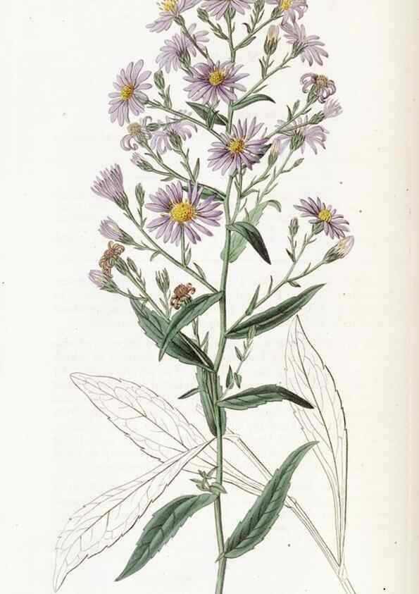 Reproducción/Reproduction 49823262642: Edwards's botanical register.. London :James Ridgway,1829-1847.. 