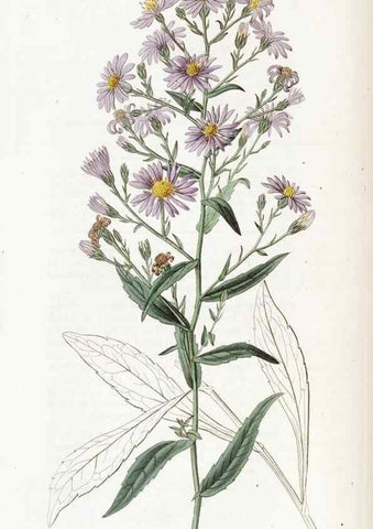 Reproducción/Reproduction 49823262642: Edwards's botanical register.. London :James Ridgway,1829-1847.. 