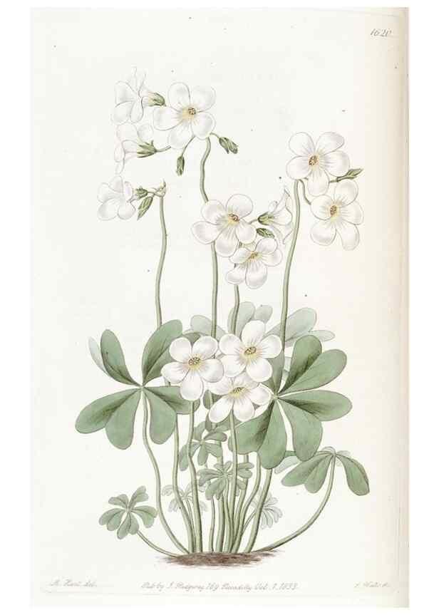 Reproducción/Reproduction 49823263072: Edwards's botanical register.. London :James Ridgway,1829-1847.. 