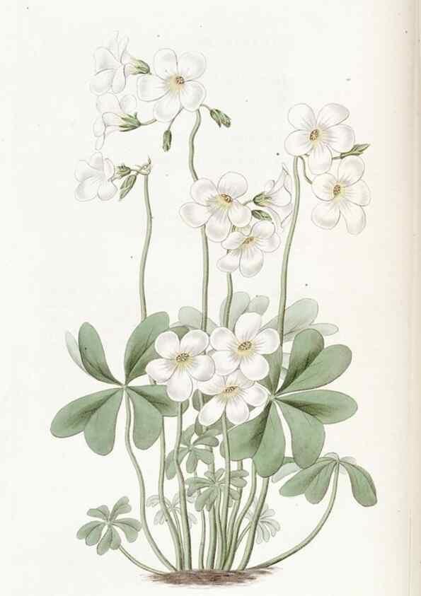 Reproducción/Reproduction 49823263072: Edwards's botanical register.. London :James Ridgway,1829-1847.. 