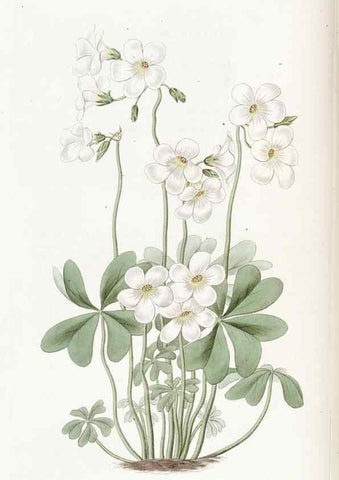 Reproducción/Reproduction 49823263072: Edwards's botanical register.. London :James Ridgway,1829-1847.. 