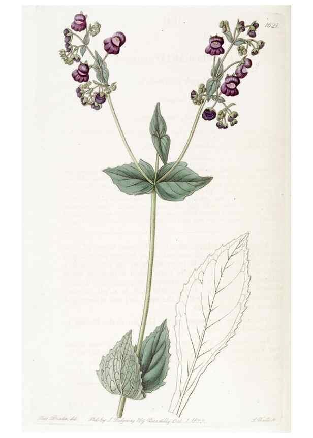Reproducción/Reproduction 49823263437: Edwards's botanical register.. London :James Ridgway,1829-1847.. 