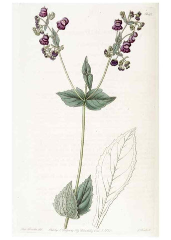 Reproducción/Reproduction 49823263437: Edwards's botanical register.. London :James Ridgway,1829-1847.. 