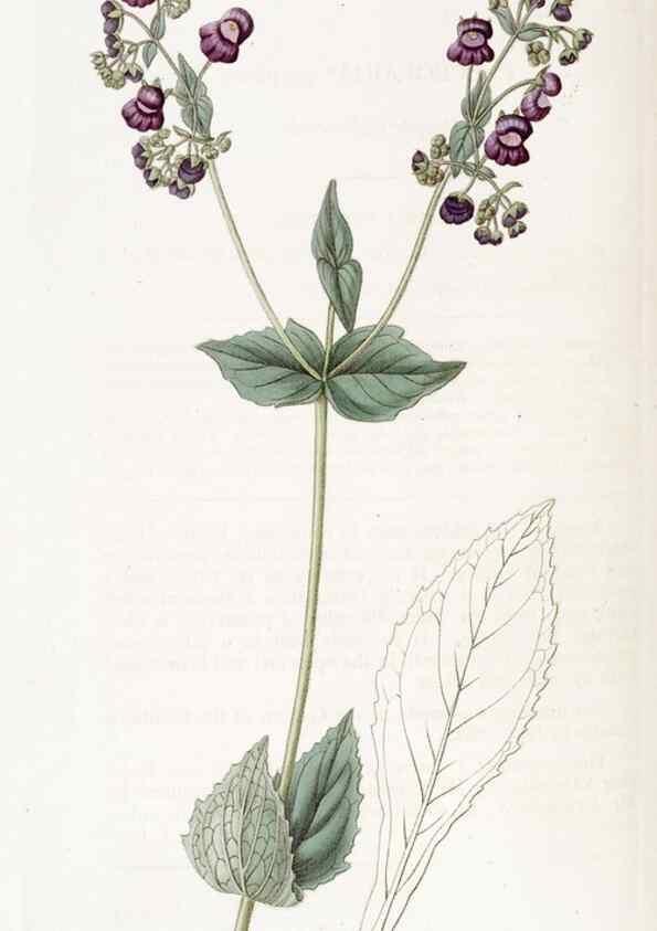 Reproducción/Reproduction 49823263437: Edwards's botanical register.. London :James Ridgway,1829-1847.. 