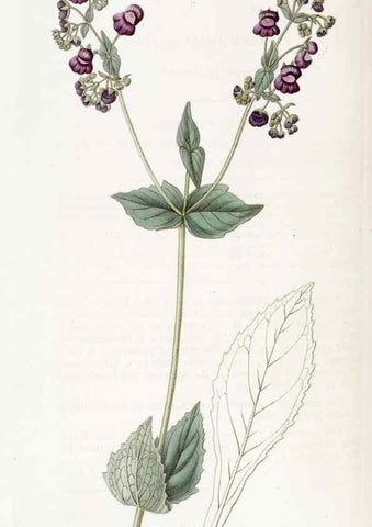 Reproducción/Reproduction 49823263437: Edwards's botanical register.. London :James Ridgway,1829-1847.. 