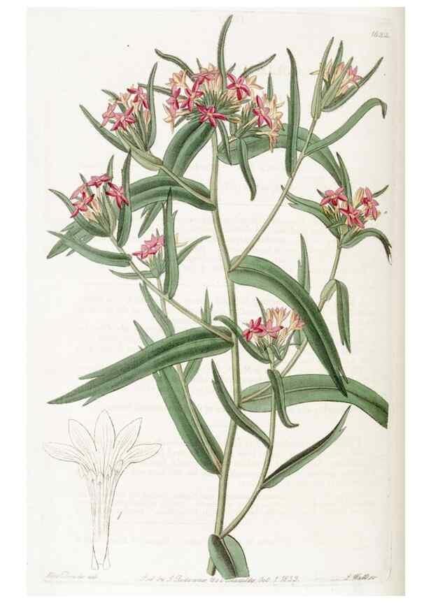 Reproducción/Reproduction 49822946451: Edwards's botanical register.. London :James Ridgway,1829-1847.. 
