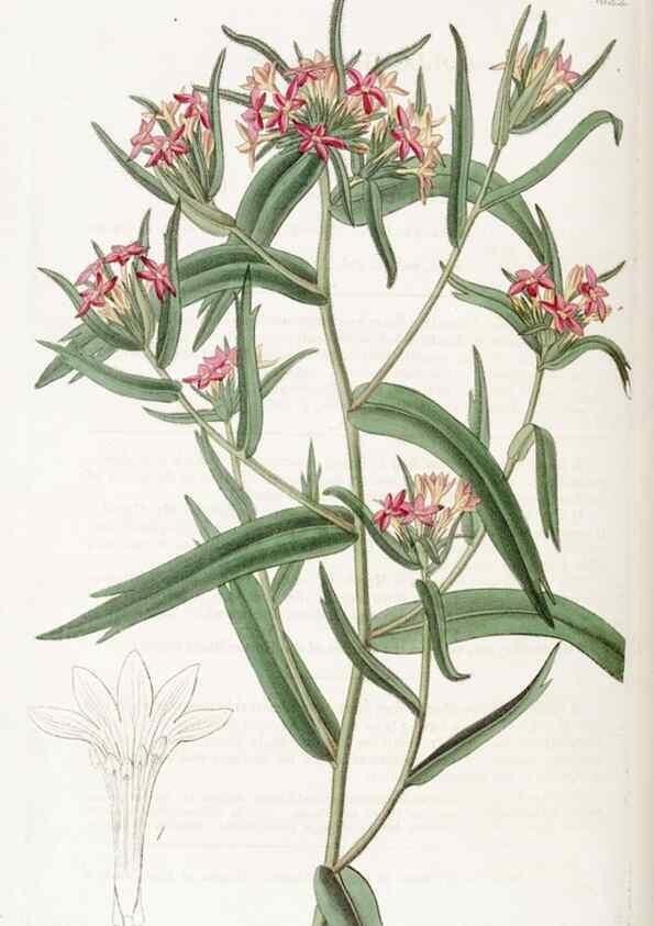 Reproducción/Reproduction 49822946451: Edwards's botanical register.. London :James Ridgway,1829-1847.. 